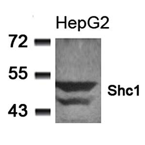 Shc1 (Ab-349) Antibody