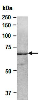 SHC1 antibody