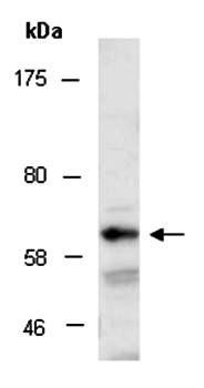 SHC3 (C) Antibody, Rabbit Polyclonal