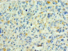 SHC4 antibody