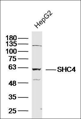 SHC4 antibody
