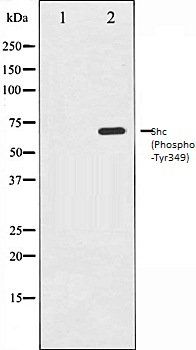 Shc (Phospho-Tyr349) antibody