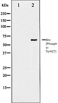 Shc (Phospho-Tyr427) antibody