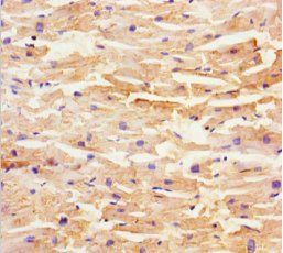 SHD Antibody