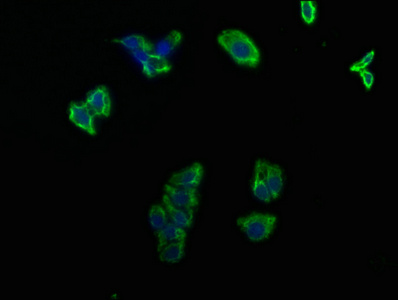 SHH Antibody