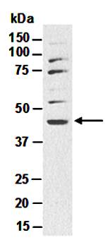 SHH (C1) Antibody, Rabbit Polyclonal
