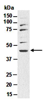 SHH antibody