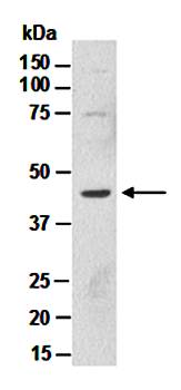 SHH (C2) Antibody, Rabbit Polyclonal