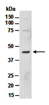 SHH antibody