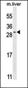 SHISA3 antibody