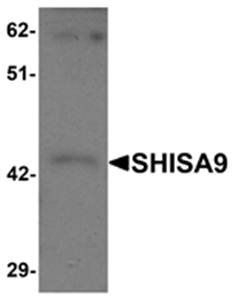 SHISA9 Antibody