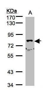 SHKBP1 Rabbit Polyclonal Antibody