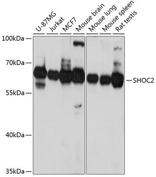 SHOC2 antibody