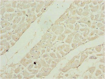 SHOX2 Antibody