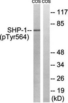 SHP-1 (phospho-Tyr564) antibody