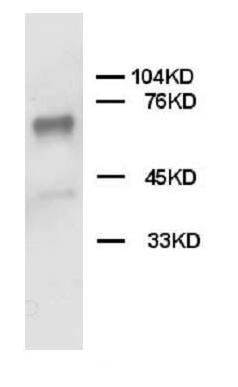 Anti-SHP2/PTPN11 Antibody