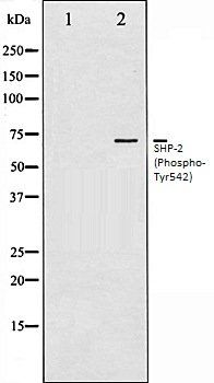 SHP-2 (Phospho-Tyr542) antibody