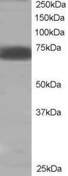 Goat anti-SHP2 / PTPN11 Antibody