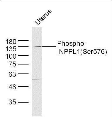 SHP2 (phospho-Ser576) antibody