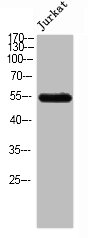 SHPK Antibody