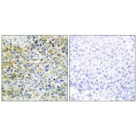 SHPK Antibody