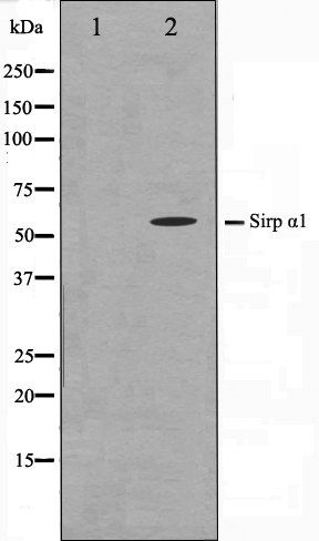 SHPS1 antibody
