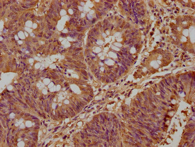 SHQ1 Antibody