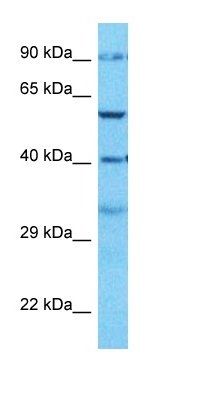 SIA8B antibody