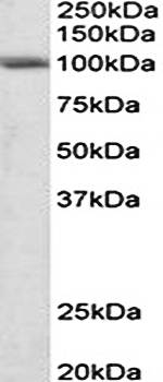 Goat anti-SIDT1 (aa334-347) Antibody