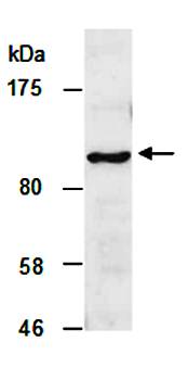 SIDT1 antibody