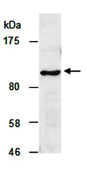 SIDT1 (N3) Antibody, Rabbit Polyclonal
