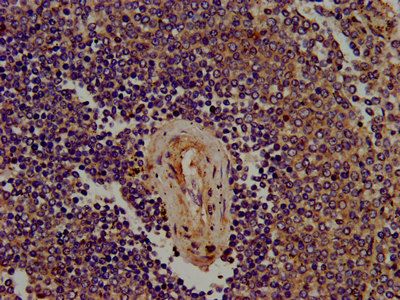 SIGLEC10 Antibody