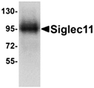 Siglec11 Antibody