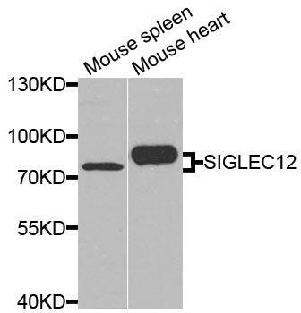 SIGLEC12 antibody