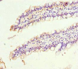 SIGLEC12 Antibody