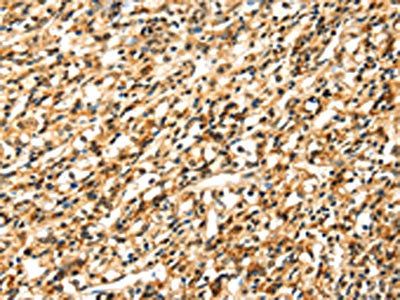 SIGLEC12 Antibody