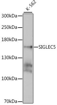 SIGLEC5 antibody