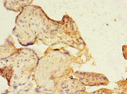 SIGLEC6 Antibody