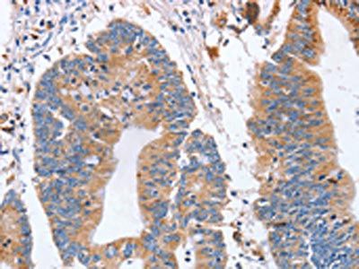 SIGLEC6 Antibody