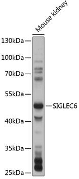 SIGLEC6 antibody
