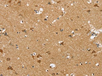 SIGLEC7 Antibody