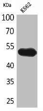 SIGLEC7 Antibody