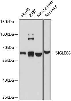 SIGLEC8 antibody
