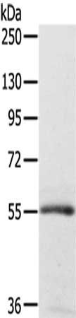 SIGLEC8 antibody