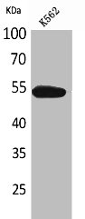 SIGLEC8 antibody