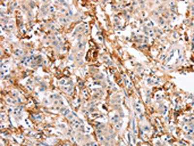 SIGLEC9 Antibody