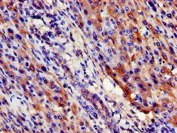 SIGMAR1 Antibody