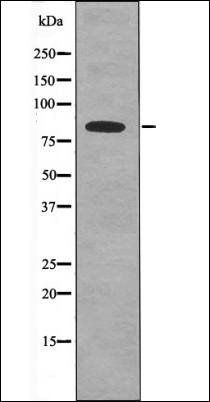 SIK (Phospho-Thr182) antibody