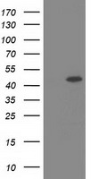 SIL1 Antibody