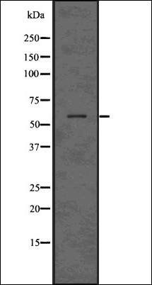 SIN1 antibody